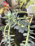 EUPHORBIA MYRSINITES 14CM