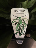 DRACAENA JANET CRAIG 30CM