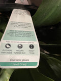 DRACAENA JANET CRAIG 30CM