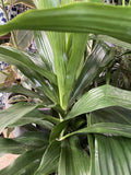 DRACAENA JANET CRAIG 30CM
