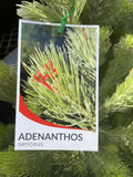 ADENANTHOS WOOLY BUSH 20CM
