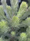 ADENANTHOS WOOLY BUSH 20CM
