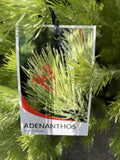 ADENANTHOS SERICEA 27CM