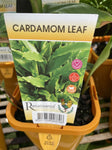 CARDAMON LEAF 12CM 