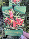 GREVILLEA NUDIFLORA 14CM