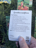 GREVILLEA NUDIFLORA 14CM