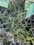 GREVILLEA NUDIFLORA 14CM