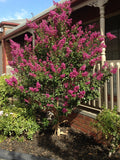 LAGERSTROEMIA ZUNI 30CM