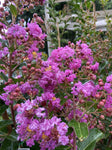 LAGERSTROEMIA ZUNI 30CM