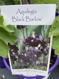AQUILEGIA BLACK BARLOW 14CM