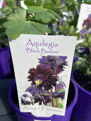 AQUILEGIA BLACK BARLOW 14CM
