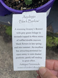 AQUILEGIA BLACK BARLOW 14CM