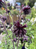 AQUILEGIA BLACK BARLOW 14CM