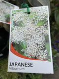 VIBURNUM JAPONICUM 14CM