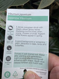 VIBURNUM JAPONICUM 14CM