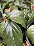 VIBURNUM JAPONICUM 14CM