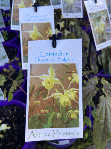 EPIMEDIUM FLOWERS OF SULPHUR 14CM