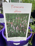 PERSICARIA AFFINIS 14CM