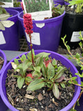 PERSICARIA AFFINIS 14CM