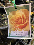 ROSE BRANDY 20CM 