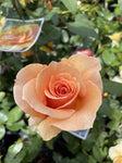 ROSE BRANDY 20CM 