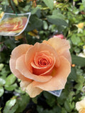 ROSE BRANDY 20CM 
