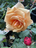 ROSE BRANDY 20CM 