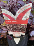 ALTERNANTHERA DENTATA LITTLE RUBY 14CM