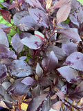 ALTERNANTHERA DENTATA LITTLE RUBY 14CM