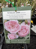 ROSA DAVID AUSTIN WISLEY 2008 20CM 