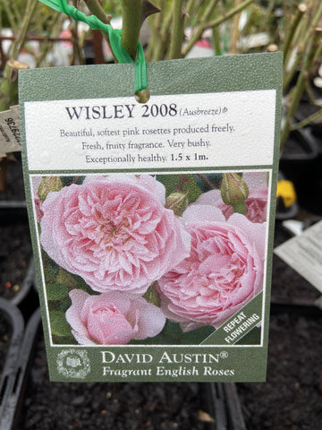 ROSA DAVID AUSTIN WISLEY 2008 20CM 