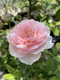 ROSA DAVID AUSTIN WISLEY 2008 20CM 