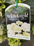 HYDRANGEA WHITE KNIGHT 20CM