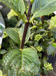 HYDRANGEA WHITE KNIGHT 20CM