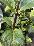 HYDRANGEA WHITE KNIGHT 20CM
