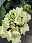 HYDRANGEA WHITE KNIGHT 20CM