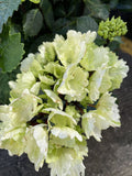 HYDRANGEA WHITE KNIGHT 20CM