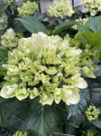 HYDRANGEA WHITE KNIGHT 20CM