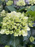 HYDRANGEA WHITE KNIGHT 20CM