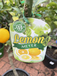 LEMON MEYER 33CM