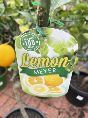 LEMON MEYER 33CM