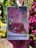 BOUGAINVILLEA VERA BLAKEMAN 20CM