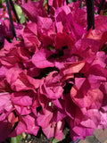 BOUGAINVILLEA VERA BLAKEMAN 20CM