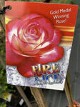 ROSA FIRE AND ICE 20CM 