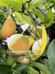 CITRUS LEMONICIOUS 25CM