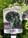 BLACK CURRANT 15CM