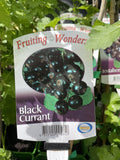 BLACK CURRANT 15CM