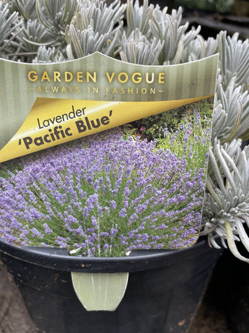 LAVANDULA PACIFIC BLUE 20CM