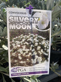 CONVOLVULUS SILVERY MOON 14CM PGA 