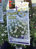 RHODANTHE PAPER STAR 14CM PGA